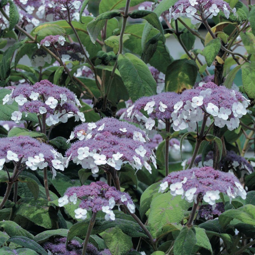 Hortensia - Hydrangea aspera Macrophylla