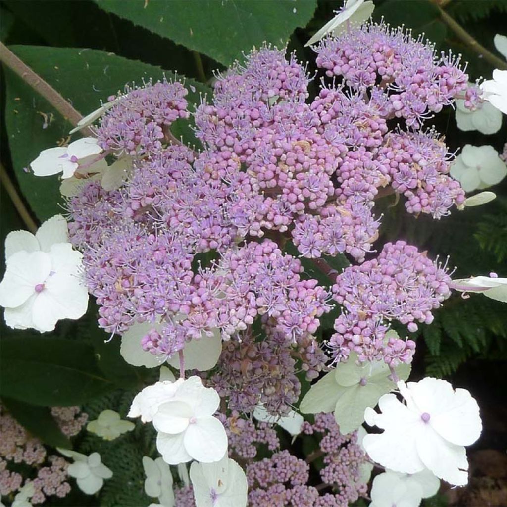Hortensia - Hydrangea aspera Macrophylla