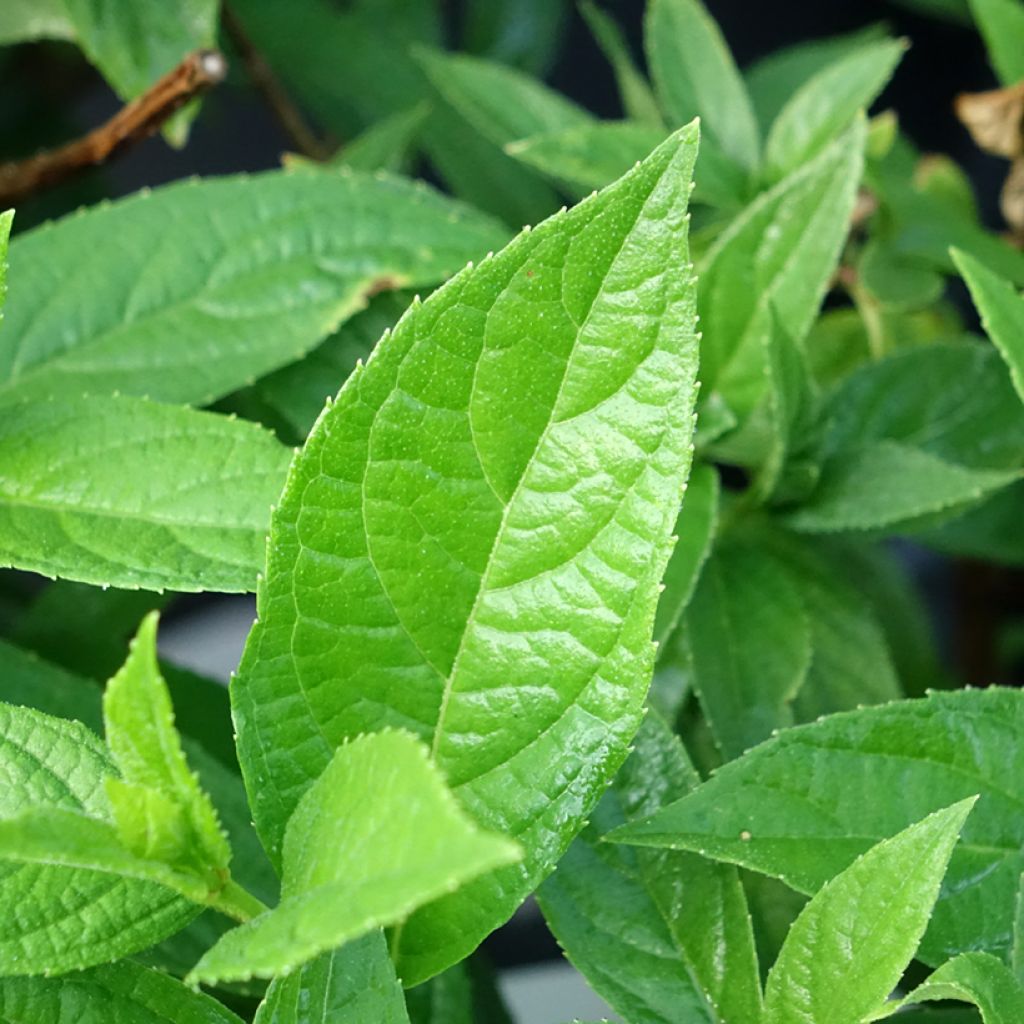 Hortênsia paniculata Bloody Marie