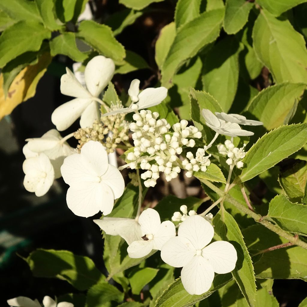Hortênsia paniculata Levana