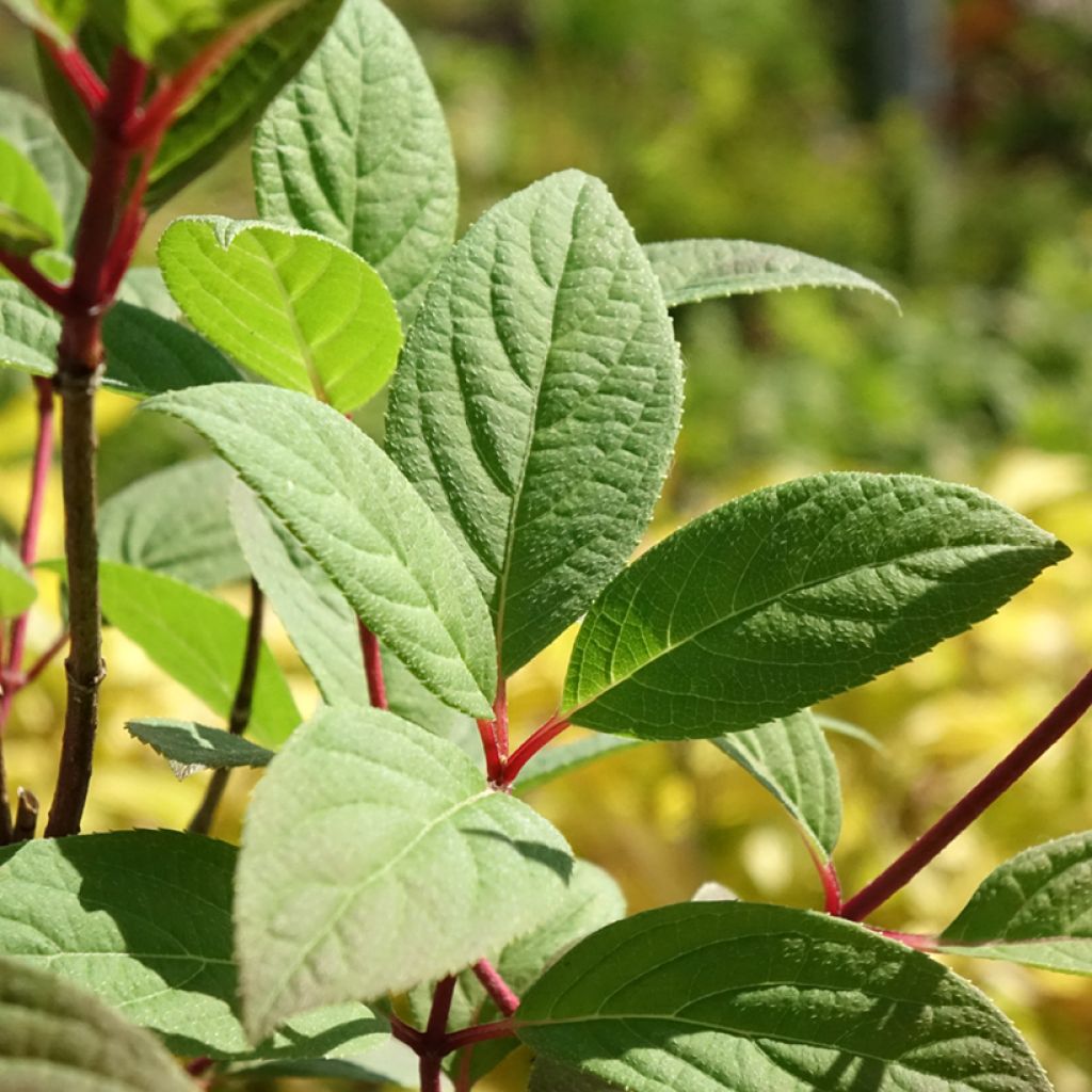 Hortênsia paniculata Magical Fire