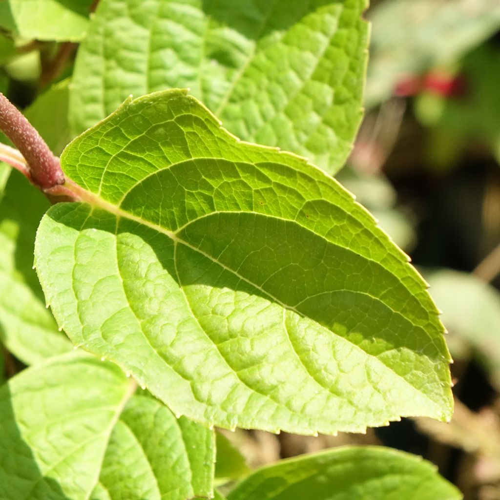Hortênsia paniculata Silver Dollar