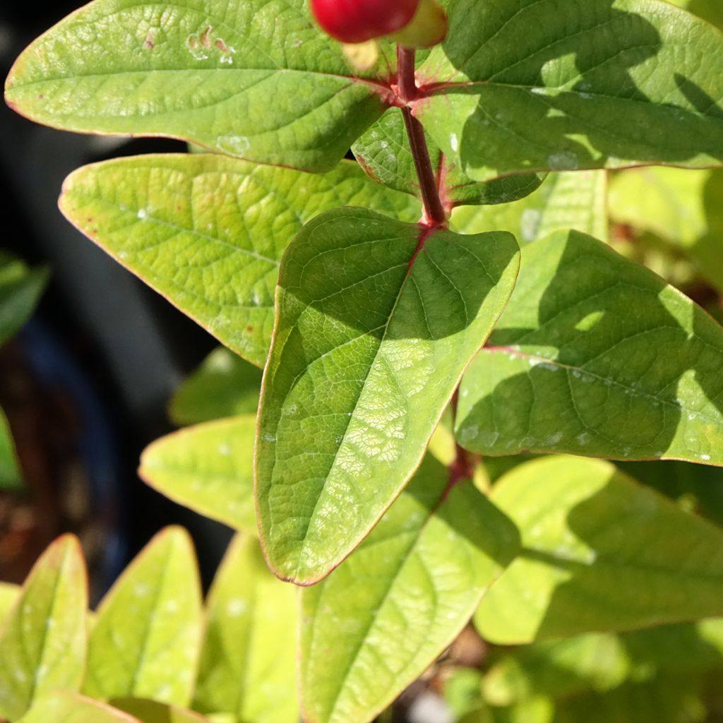 Hypericum inodorum Magical Universe - Hertshooi