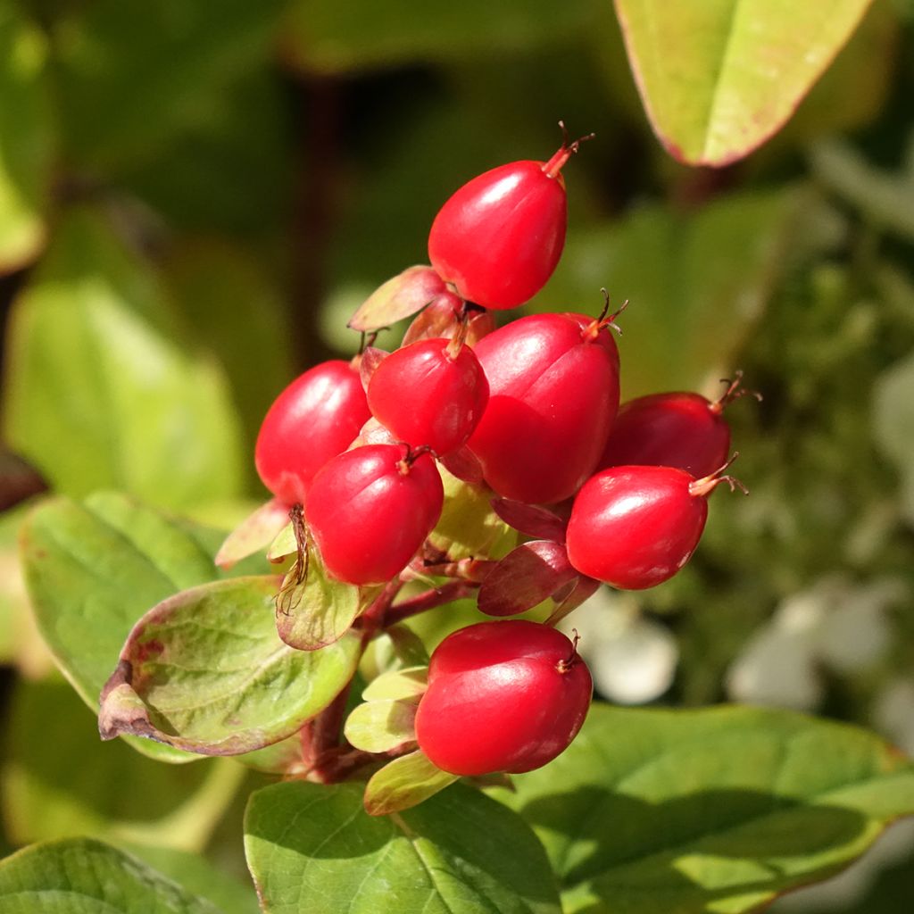 Hypericum inodorum Magical Universe - Hertshooi