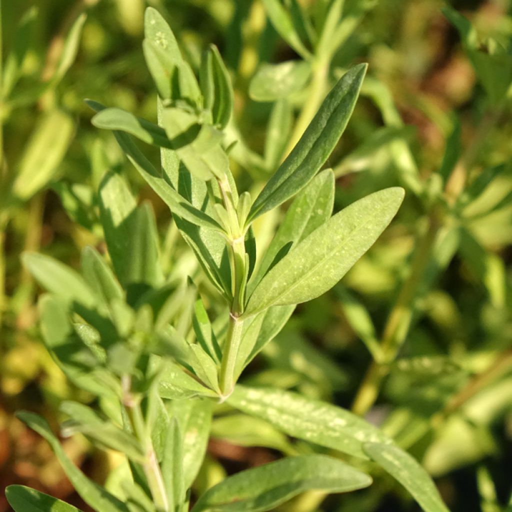 Hyssopus officinalis - Hysop