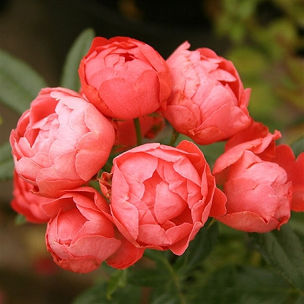 Rosier miniature Fête des Mères Orange (Orange Morsdag)