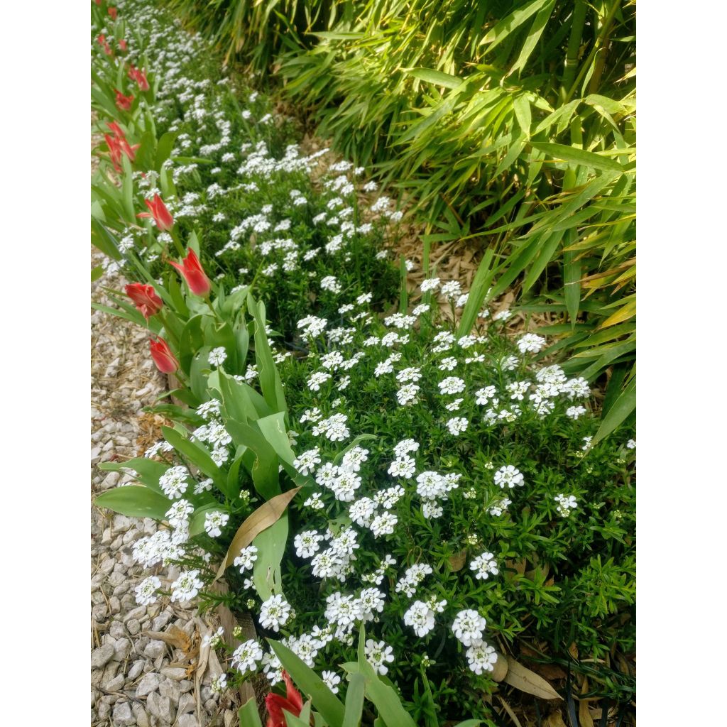 Iberis sempervirens Weisser Zwerg - Corbeille d'argent