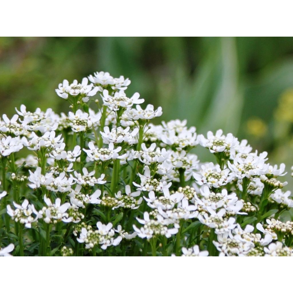 Iberis sempervirens Weisser Zwerg - Corbeille d'argent