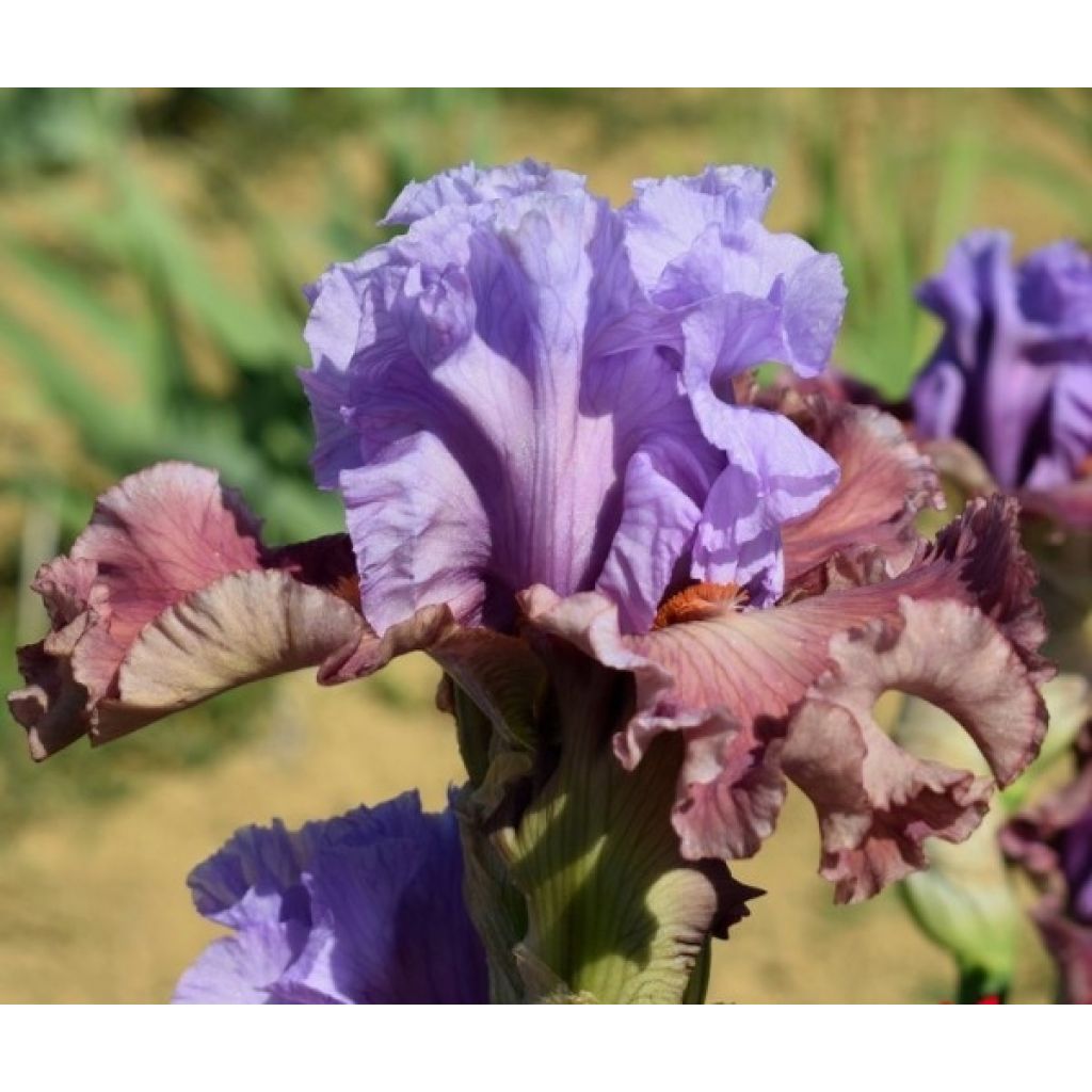 Iris germanica Adoranova - Iris des Jardins