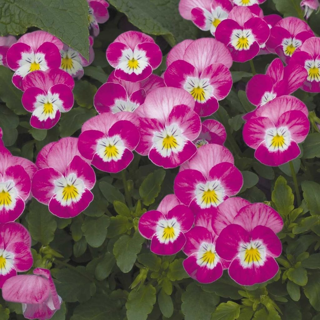 Viola cornuta Butterfly Rose White Face Mini-motte