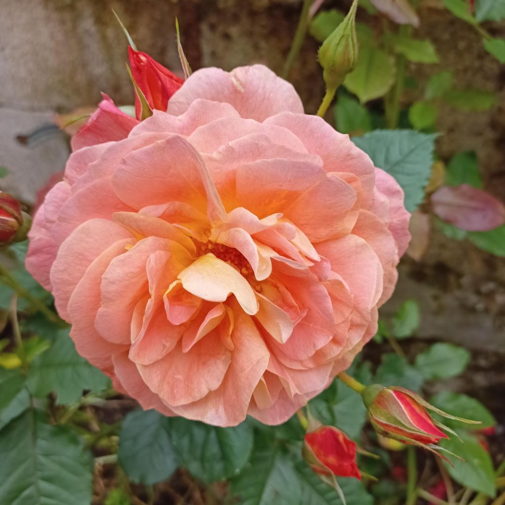 Rosier arbustif Westerland
