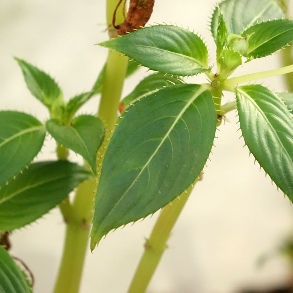 Beijinho da Nova Guiné SunPatiens Vigorous Clear White em minimottes
