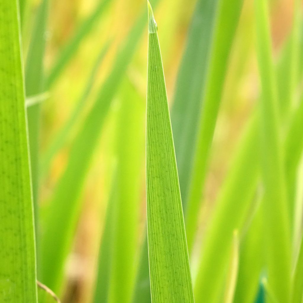 Iris louisiana Ann Chowning
