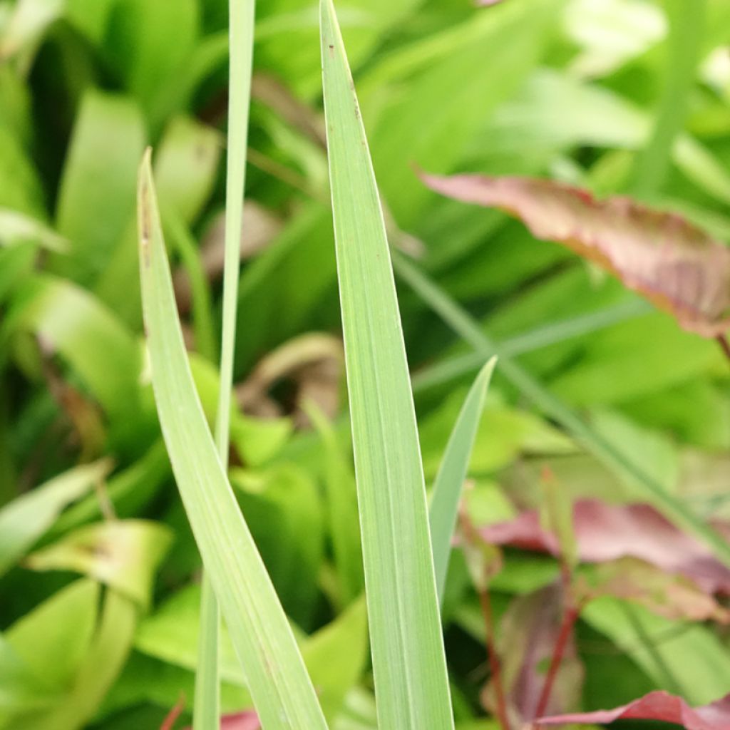 Iris ensata Sea of Amethyst