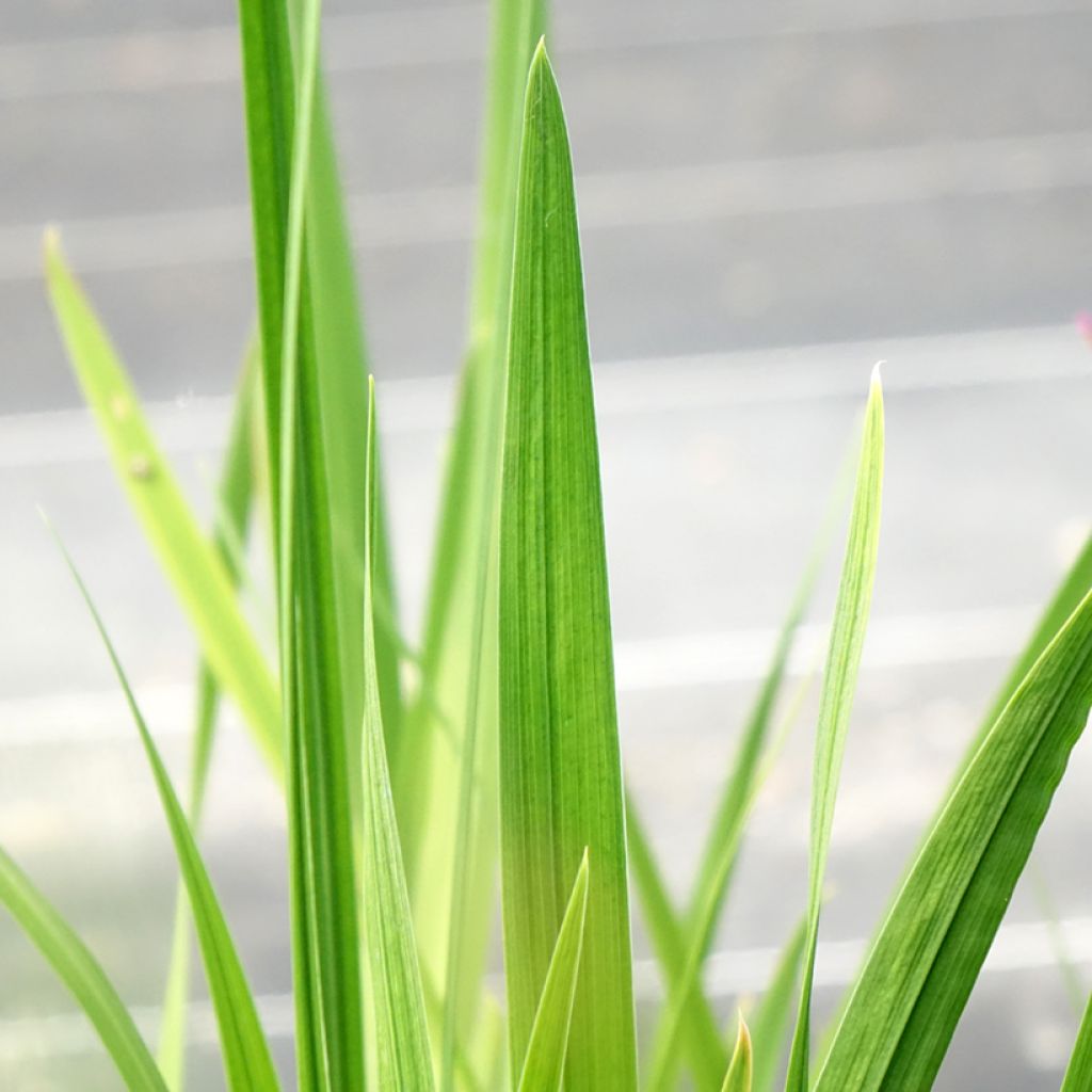 Iris ensata Dinner Plate Jell