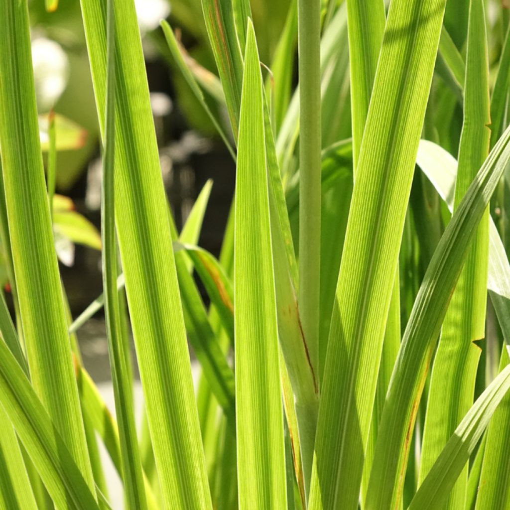 Iris ensata Dinner Plate Tiramisu