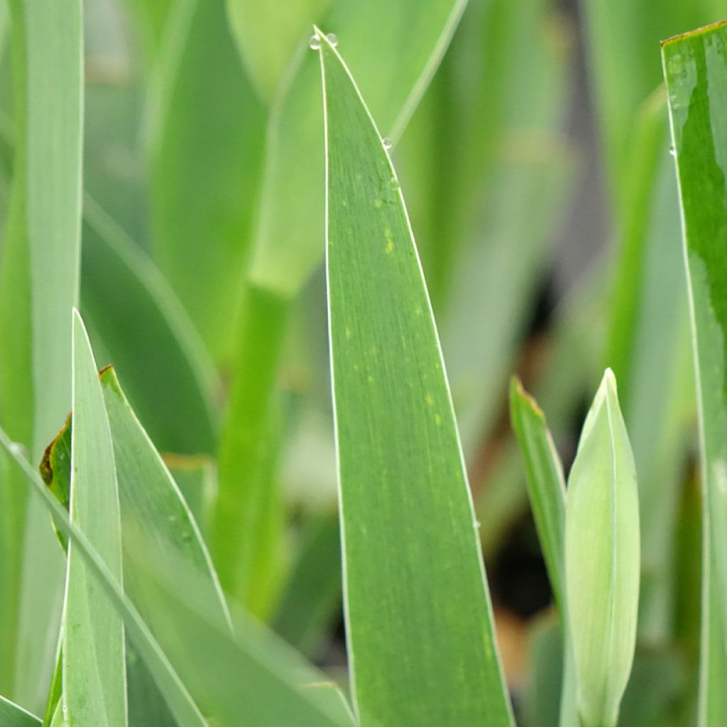 Iris germanica Arpège