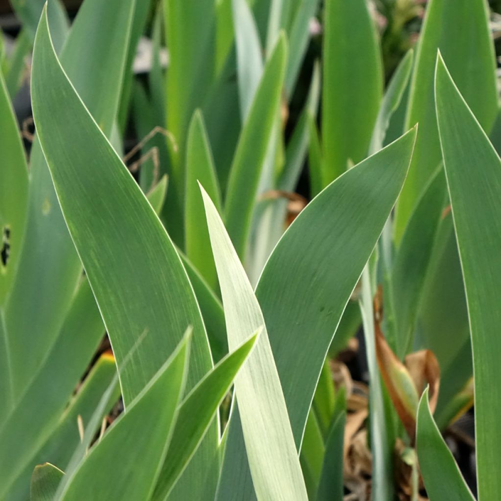 Iris germanica Black Dragon