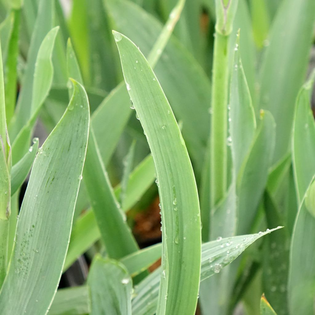 Iris germanica Black Knight