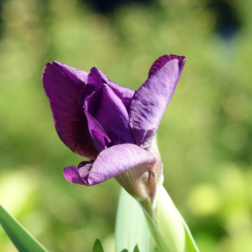 Iris germanica Color me Rose - Lilliput - Iris des Jardins nain