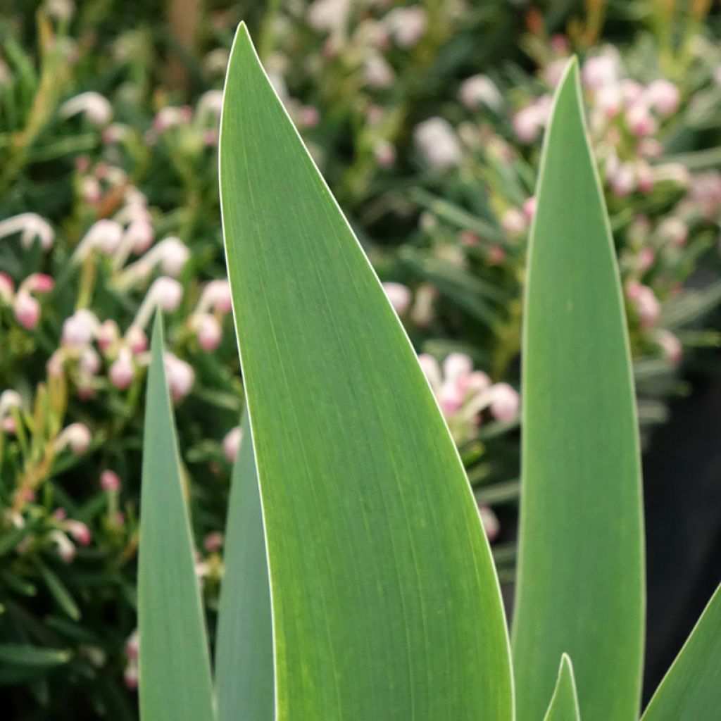 Iris germanica Siva Siva