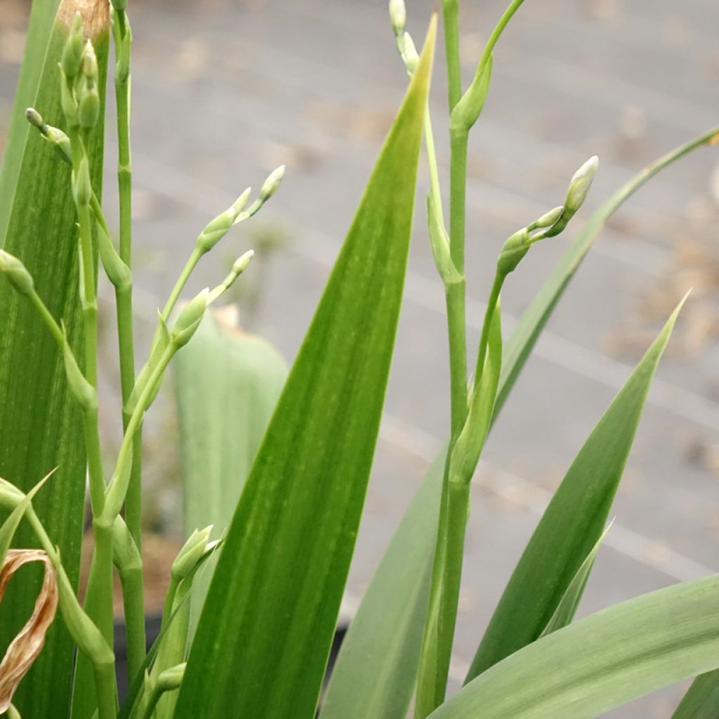 Iris japonica - Lírio japonês