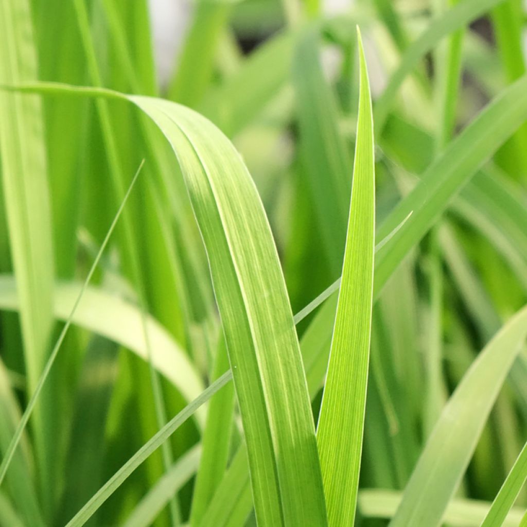 Iris laevigata Rose Queen