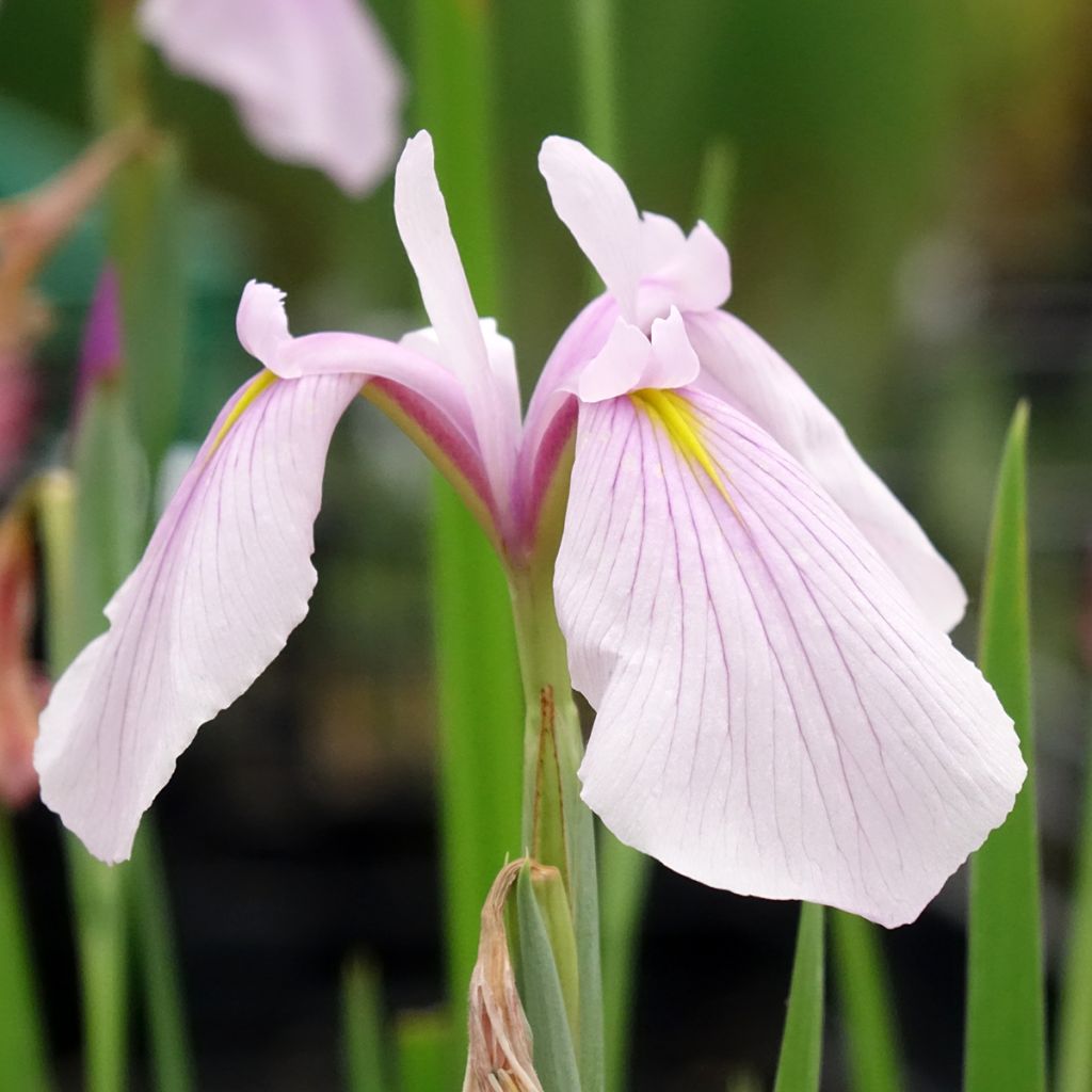 Iris laevigata Rose Queen