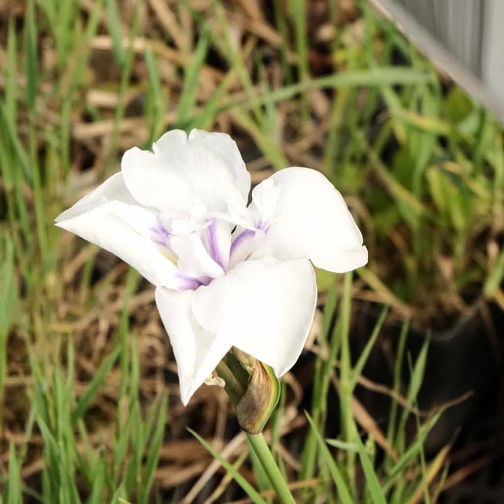 Iris laevigata Snowdrift