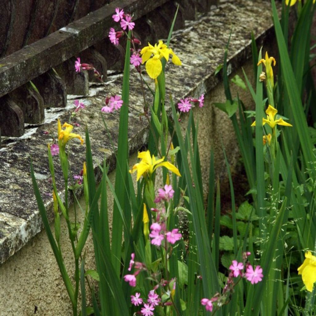 Iris pseudacorus - Iris des marais