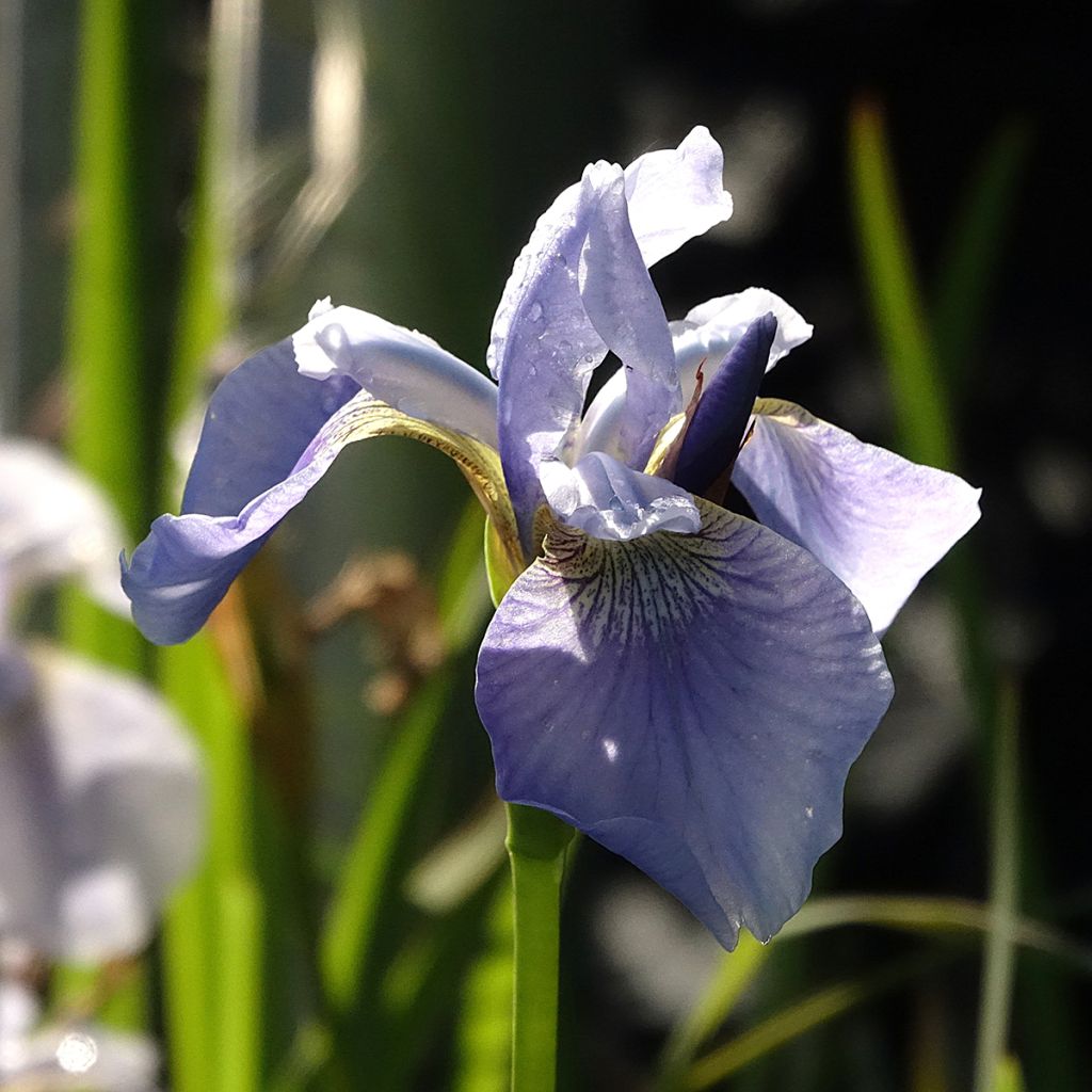 Iris sibirica Perry's Blue - Iris de Sibérie