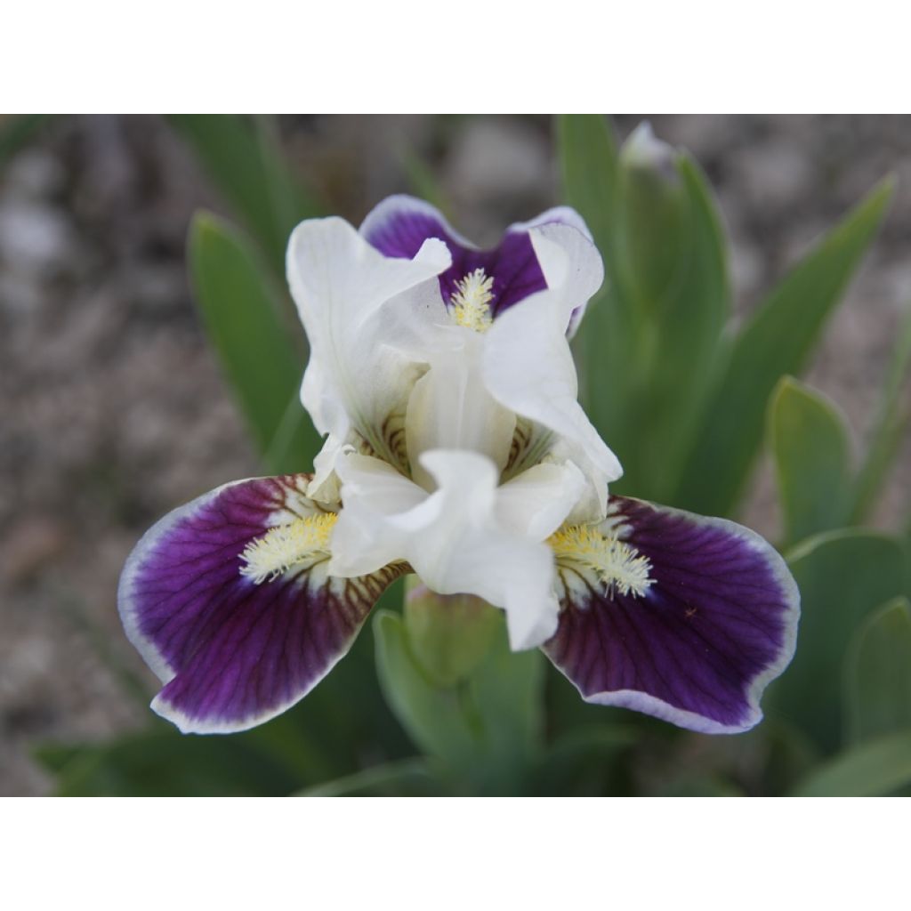 Iris germanica Making Eyes - Iris des Jardins Lilliput