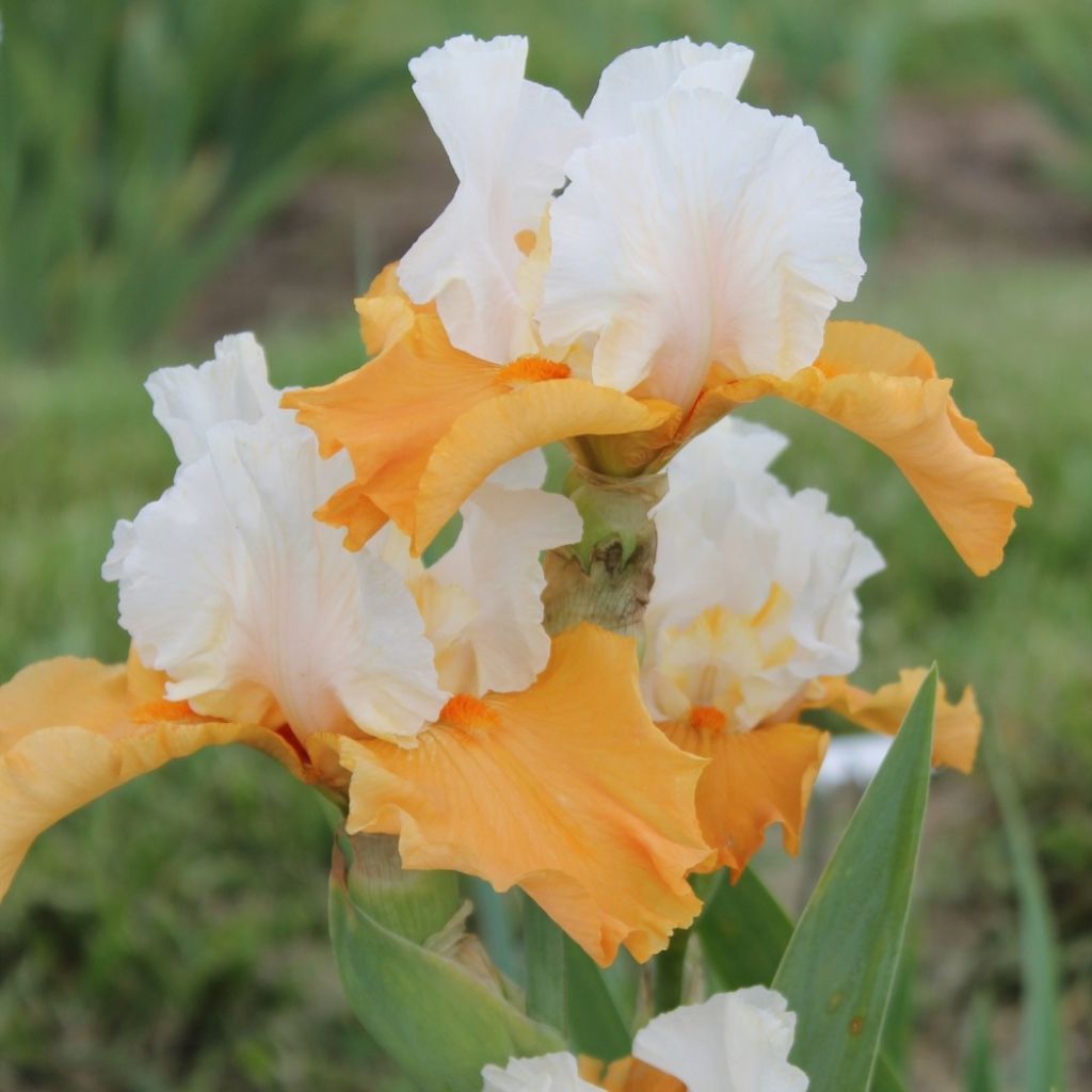 Iris germanica Pumpkin Cheesecake