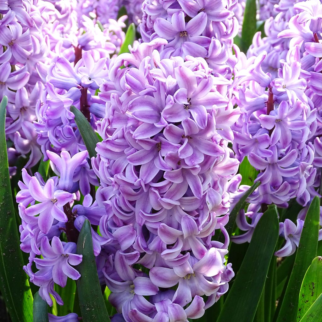 Jacinthe Splendid Cornélia