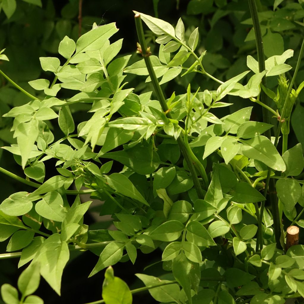 Jasminum officinale Clotted Cream - Jasmin parfumé