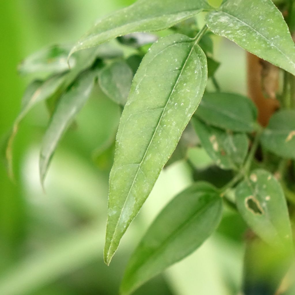 Jasminum Starry Night em sementes