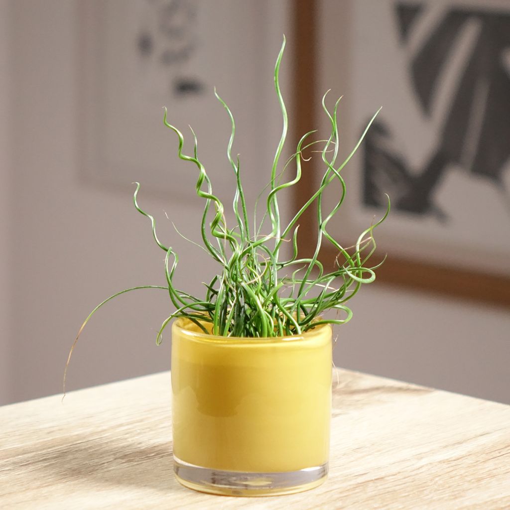 Juncus effusus Spiralis - Jonc spiralé