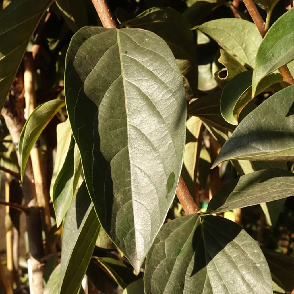 Diospireiro Fuyu - Diospyros kaki