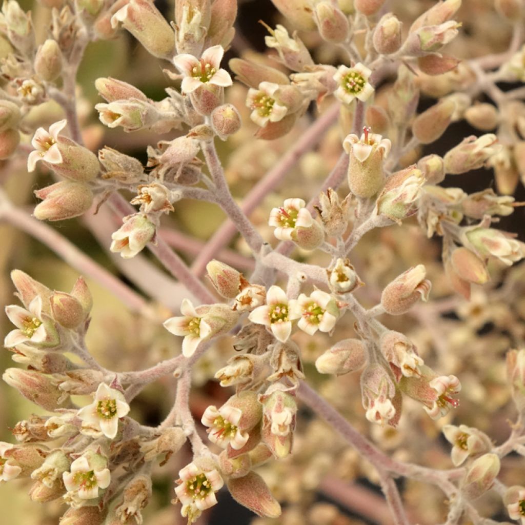 Kalanchoe beharensis Oak Leaf