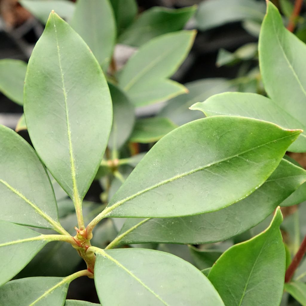 Kalmia latifolia Ideal