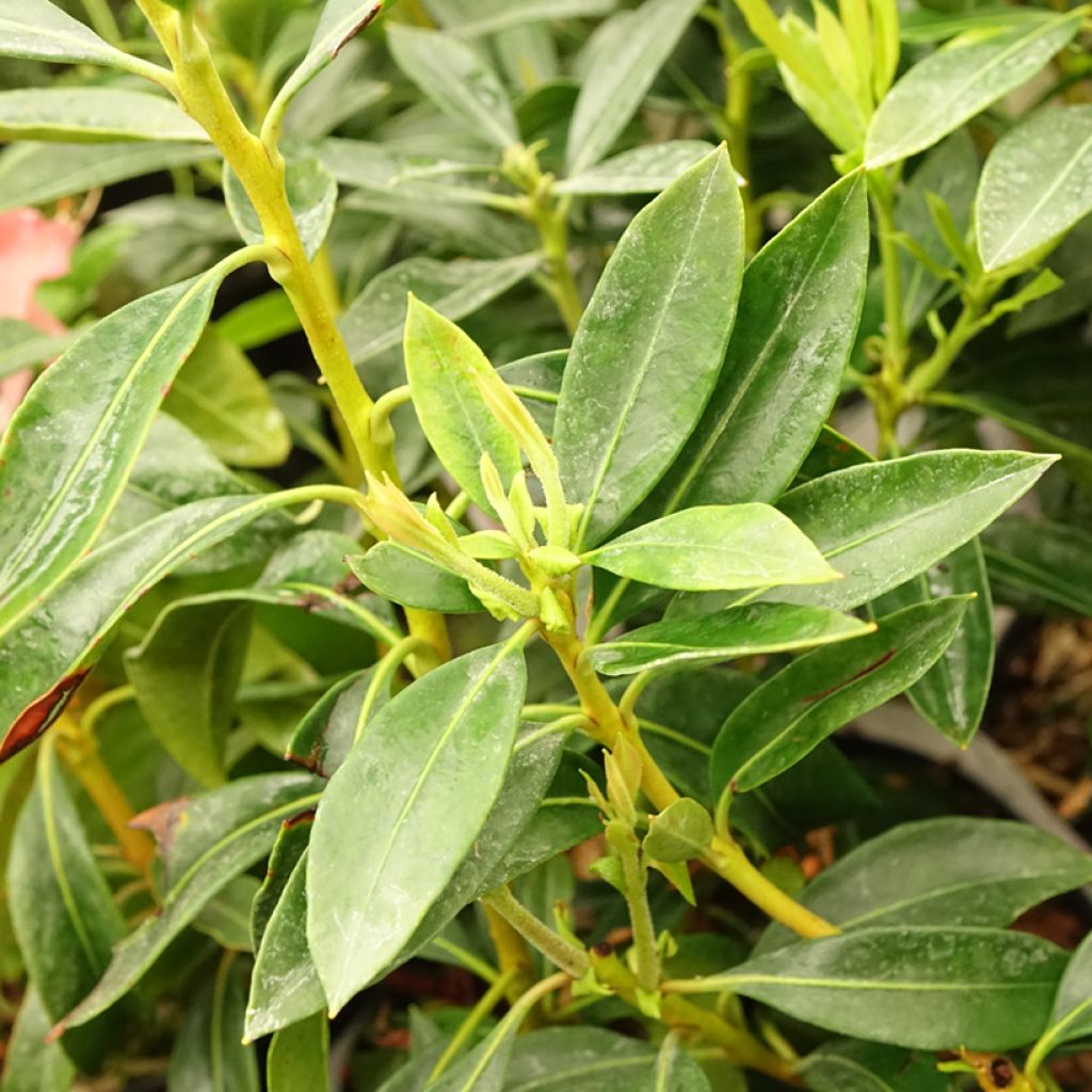 Kalmia latifolia Pinwheel