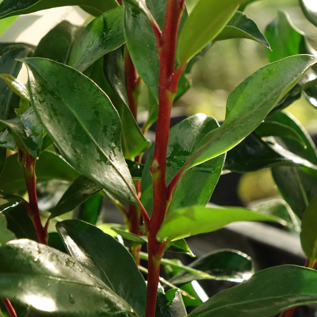 Kalmia latifolia Zebulon