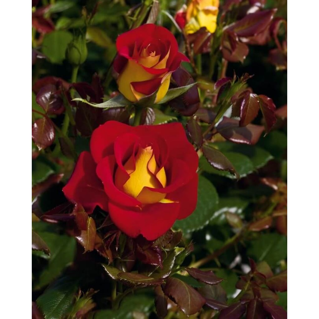 Roseira de flor grande Ketchup & Mustard