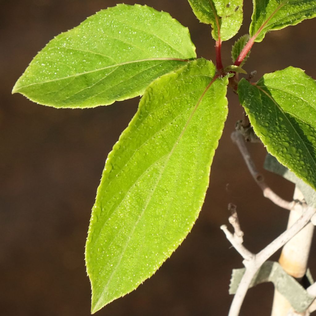 Kiwai Weima macho - Actinidia arguta