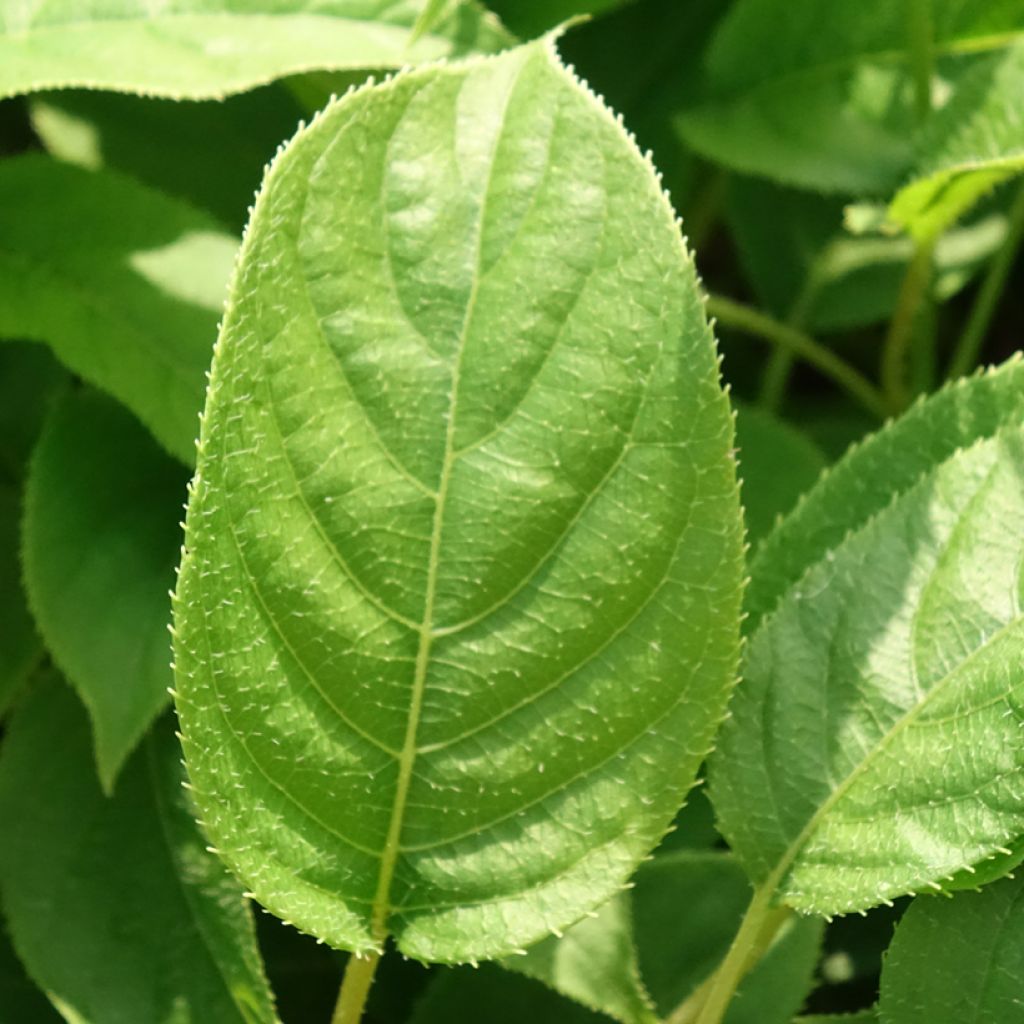 Kiwi Ananasnaya fêmea - Actinidia arguta