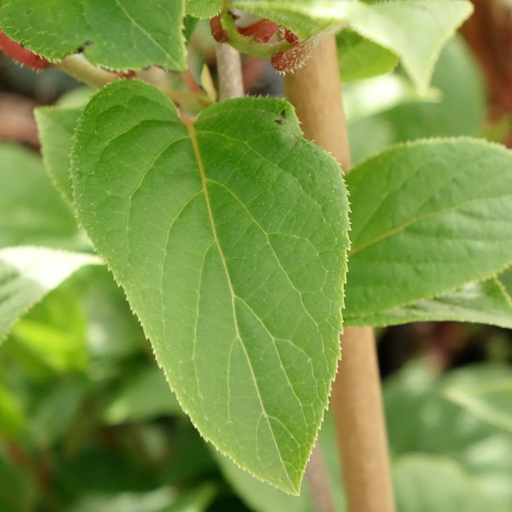 Kiwi Ananasnaya fêmea - Actinidia arguta
