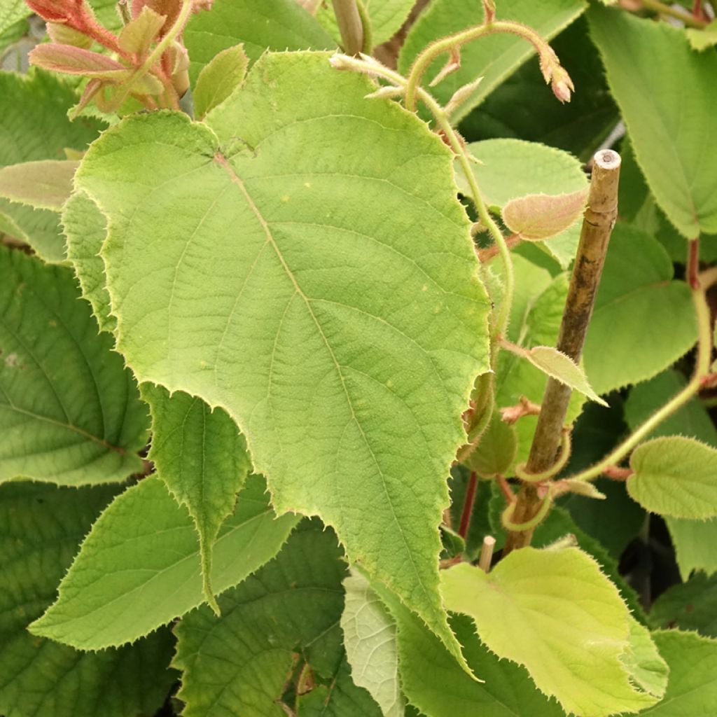 Kiwi Boskoop autofértil - Actinidia deliciosa