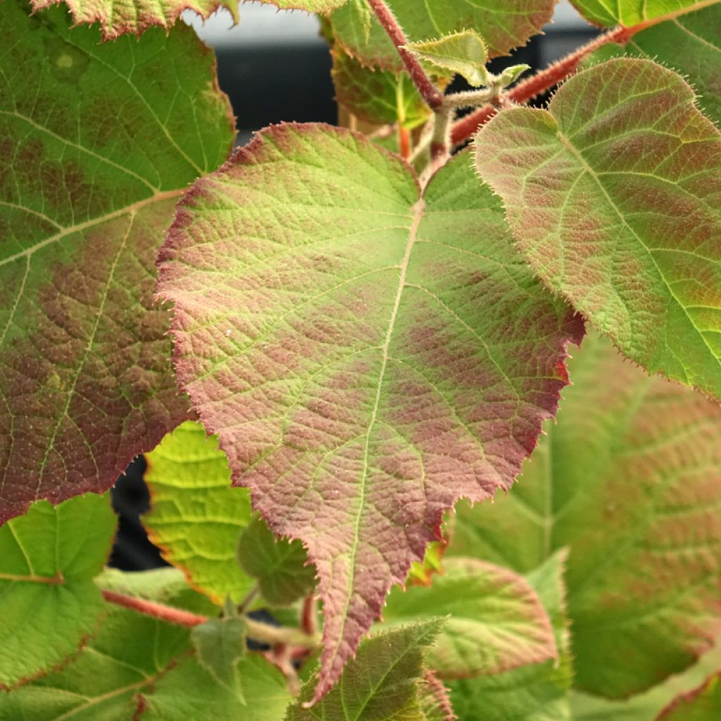 Kiwi amarelo KiwHappy fêmea - Actinidia deliciosa