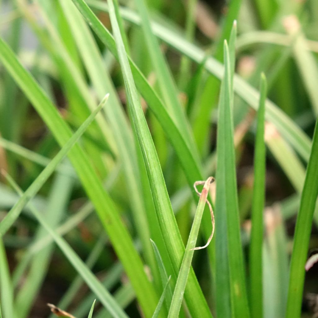 Kniphofia Tawny King