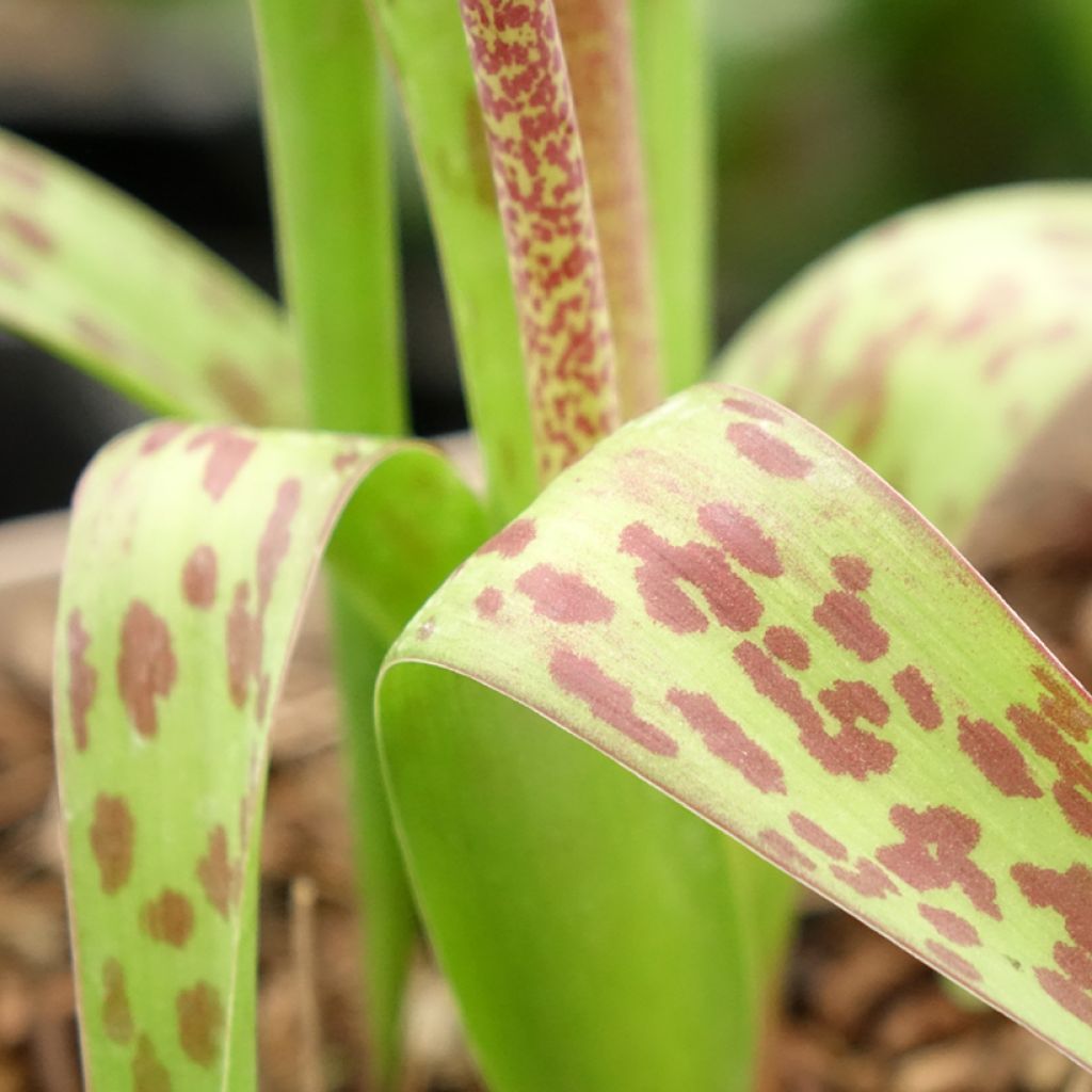 Lachenalia African Beauty Rupert